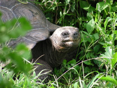 Galapagos Tortoise_1.JPG
