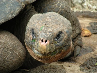 Galapagos Tortoise_2.JPG