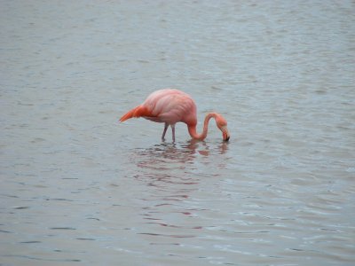 Greater Flamingo.JPG