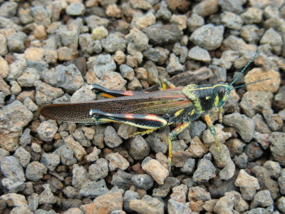 Large Painted Locust.JPG