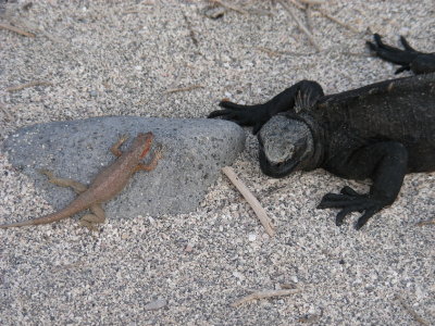 Lava Lizard & Marine Iguana.JPG