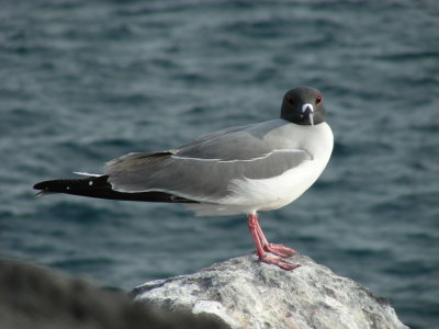 Swallow-tailed Gull.JPG
