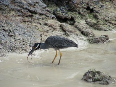 Yellow-crowned Night Heron.JPG