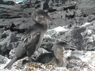 Flightless Cormorants nest.JPG