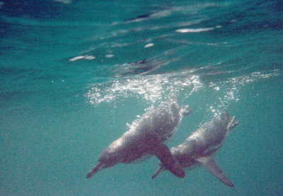 Galapagos Penguins_2.jpg