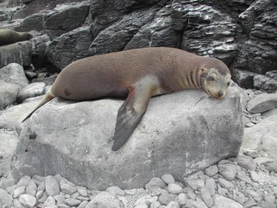 Galapagos Sea Lion.JPG
