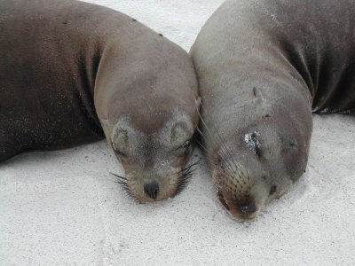 Galapagos Sea Lions.JPG