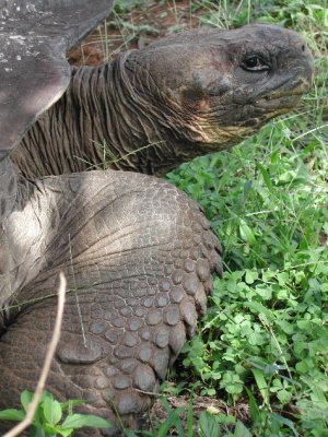 Galapagos Tortoise_3.JPG