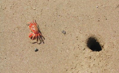 Ghost Crab_1.JPG