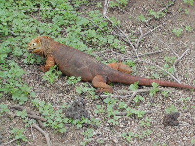 Land Iguana.JPG