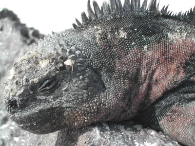 Marine Iguana_1.JPG