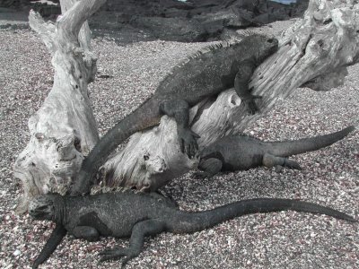 Marine Iguanas.JPG