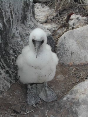 Nazca Booby_chick.JPG