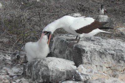 Nazca Booby_feeding time.JPG