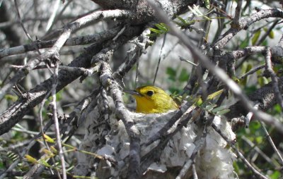 Yellow Warbler nest.JPG