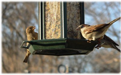 Sparrows Dec. 2006