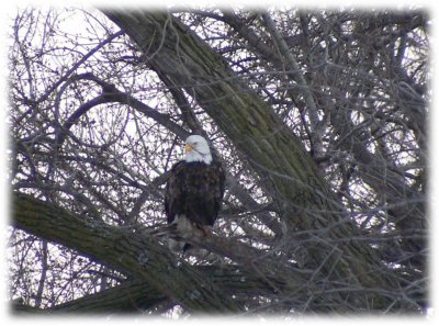 Eagle at 6th St. bridge