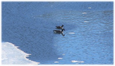 Geese in blue water