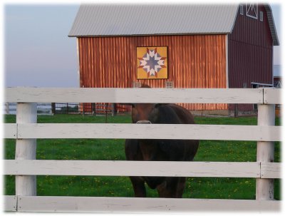 Bovine and Barn Quilt