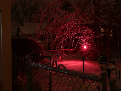 Icy river birch in red floodlight
