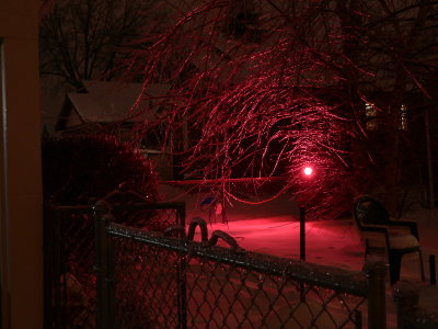 Icy river birch in red floodlight