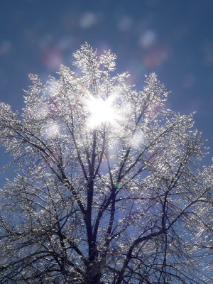 Sun and ice in the brilliant tall trees