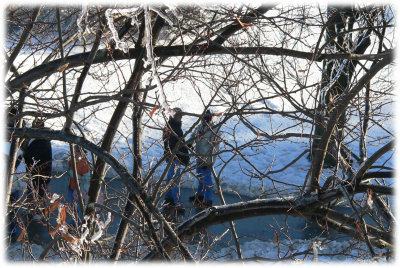 Through the linden tree