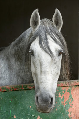 Caballo