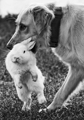 Dog & Rabbit