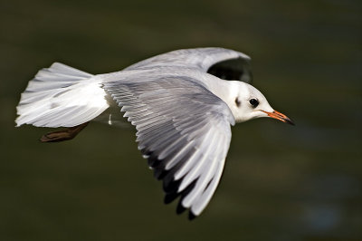 Seagull