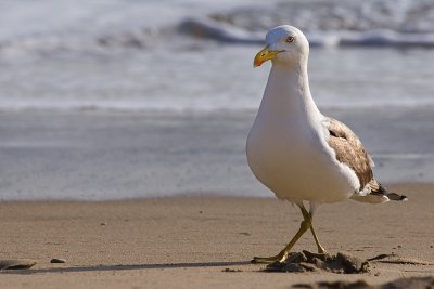 Seagull