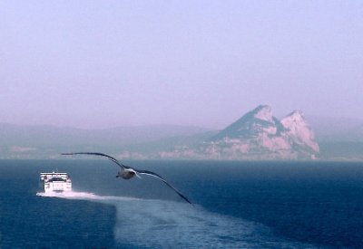 Gaviota y ferry-2.jpg