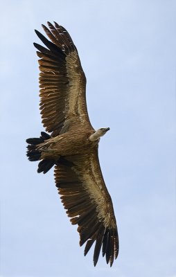 Vulture