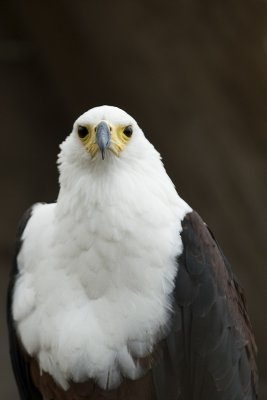 Aguila pescadora