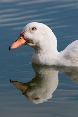 Pato reflejo_JLB8589.jpg