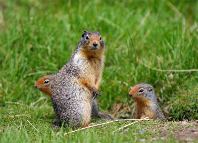 Columbia Ground Squirrel