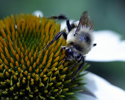 Bee.jpg