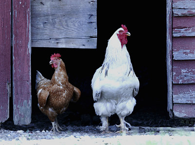 Chickens.jpg