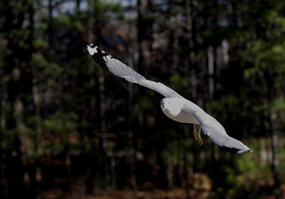 Gull_Flying.jpg