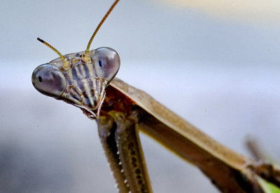 Mantis.jpg