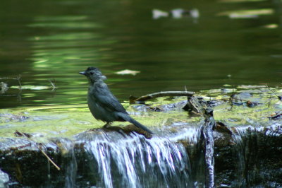 Gray Catbird