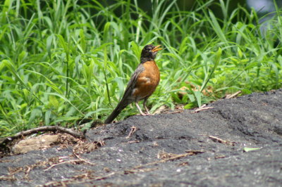 American Robin