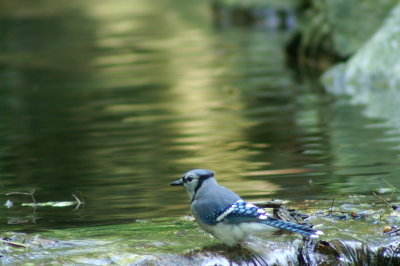 Blue Jay