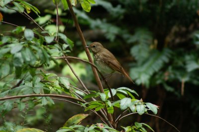Thrush