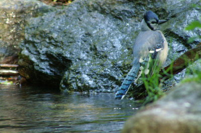 Blue Jay