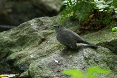 Gray Catbird