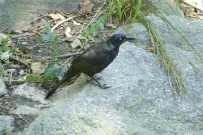 Common Grackle