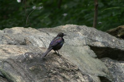 Common Grackle