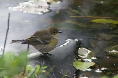 Yellow-Rumped Warbler