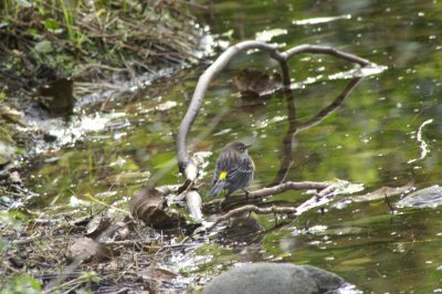 Yellow-Rumped Warbler